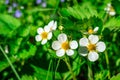 Blooming strawberry. Wild strawberry flowers Royalty Free Stock Photo