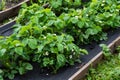 Blooming strawbery plant on garden bed