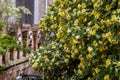 Blooming streets of post Covid Venice. City of Italy during quarantine of coronavirus desease with yellow blooming Spurge laurel