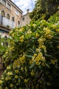 Blooming streets of post Covid Venice. City of Italy during quarantine of coronavirus desease with yellow blooming Spurge laurel