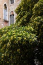 Blooming streets of post Covid Venice. City of Italy during quarantine of coronavirus desease with yellow blooming Spurge laurel