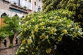 Blooming streets of Venice.