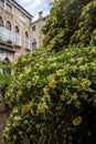 Blooming streets of Venice.