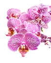 Blooming striped and spotted purple orchids Royalty Free Stock Photo