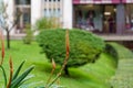 Blooming succulent Aloe Vera plant with red flower in urban park