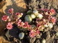 Blooming Succulent Plant