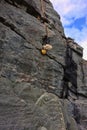 Blooming succulent on steep rock, Norway, Scandinavia