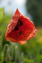 Blooming red poppies and sunny summer meadow Royalty Free Stock Photo