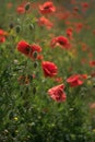 Blooming red poppies and sunny summer meadow Royalty Free Stock Photo