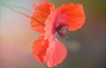 Blooming red poppies and sunny summer meadow Royalty Free Stock Photo