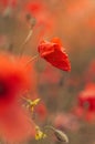 Blooming red poppies and sunny summer meadow Royalty Free Stock Photo