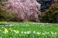 Blooming summer field