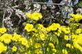 Blooming summer fields of flowers. Bright picture of herbs in summer