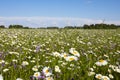 Blooming summer fields of flowers. Bright picture of herbs in summer