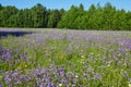 Blooming summer fields of flowers. Bright picture of herbs in summer