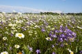 Blooming summer fields of flowers. Bright picture of herbs in summer