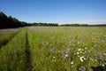 Blooming summer fields of flowers. Bright picture of herbs in summer