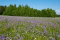 Blooming summer fields of flowers. Bright picture of herbs in summer