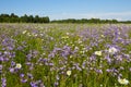 Blooming summer fields of flowers. Bright picture of herbs in summer