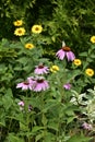 Blooming summer flowers, lilies, echinacea, rudbeckia in the garden on the summer bed. Royalty Free Stock Photo