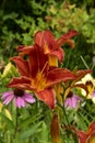 Blooming summer flowers, lilies, echinacea, rudbeckia in the garden on the summer bed. Royalty Free Stock Photo