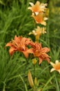 Blooming summer flowers, lilies, echinacea, rudbeckia in the garden on the summer bed. Royalty Free Stock Photo