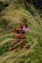 Blooming summer flowers, lilies, echinacea, rudbeckia in the garden on the summer bed. Royalty Free Stock Photo