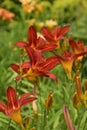 Blooming summer flowers, lilies, echinacea, rudbeckia in the garden on the summer bed. Royalty Free Stock Photo