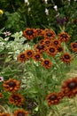 Blooming summer flowers, lilies, echinacea, rudbeckia in the garden on the summer bed. Royalty Free Stock Photo