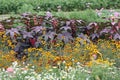 A blooming summer garden bed with high annuals