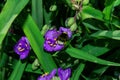 A blooming summer garden. Pollination of flowers by insects. Bumblebee Latin: Bombus on purple flowers Tradescantia Latin: