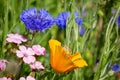 Blooming summer meadow with blue cornflowers, California tree poppy and