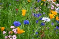 Blooming summer meadow with blue and white cornflowers, California tree poppy and