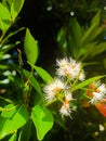 003 - Watery rose apple buds