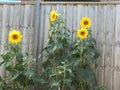 Blooming Sun Flowers Reach Great Heights