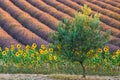 Lavender fields in Valensole, Provence, France. Sunflowers in the foreground.