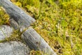 Blooming sundew plant in Obary peat bog