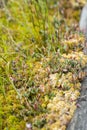 Blooming sundew plant in Obary peat bog