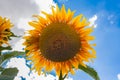 Blooming sunflower against the blue sky with white clouds. Royalty Free Stock Photo