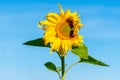 Blooming sunflower against a blue summer sky. Minimalism. Close-up