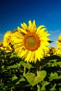 Blooming sunflower on a background of blue sky Royalty Free Stock Photo