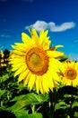 Blooming sunflower on a background of blue sky Royalty Free Stock Photo