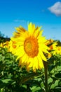 Blooming sunflower on a background of blue sky Royalty Free Stock Photo