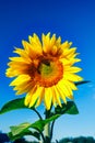 Blooming sunflower on a background of blue sky Royalty Free Stock Photo