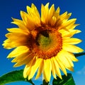 Blooming sunflower on a background of blue sky Royalty Free Stock Photo