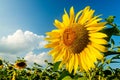 Blooming sunflower on a background of the blue sky Royalty Free Stock Photo