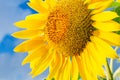 Blooming sunflower on a background of the blue sky Royalty Free Stock Photo