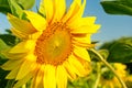 Blooming sunflower on a background of the blue sky Royalty Free Stock Photo