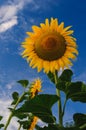 Blooming sunflower on a background of blue sky Royalty Free Stock Photo