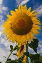 Blooming sunflower on a background of blue sky Royalty Free Stock Photo